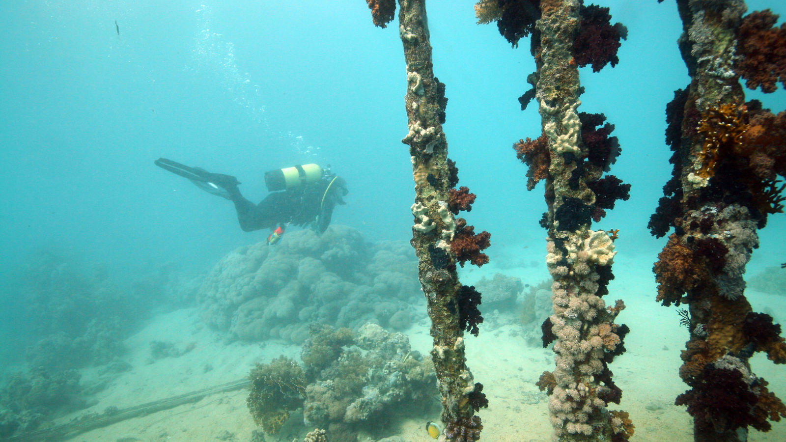 Wreck Diver